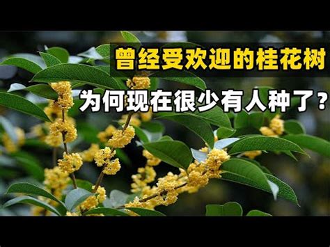 種桂花禁忌